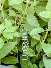 Load image into Gallery viewer, clear acrylic herb markers